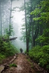 دانلود تصویر پیاده روی در جنگل 