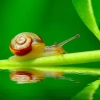 تصویر با کیفیت حلزون