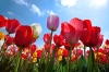 عکس با کیفیت دشت گل بهاری