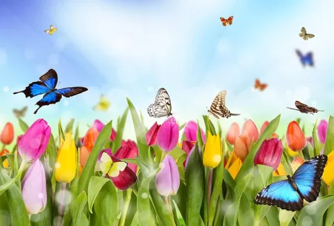 تصویر با کیفیت دشت گل بهاری عکس با کیفیت دشت گل بهاری