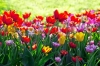 عکس با کیفیت دشت گل بهاری