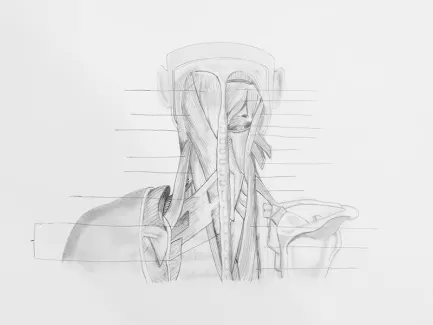 تصویر استوک باکیفیت آناتومی سه بعدی گردن