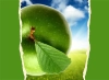 تصویر با کیفیت سیب سبز با برگ
