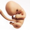 دانلود تصویر استوک جنین در ماه های اول