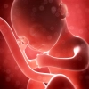 دانلود تصویر استوک جنین در شکم مادر 