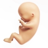 دانلود تصویر استوک جنین 4 ماهه انسان 