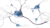 عکس باکیفیت سه بعدی سلول عصبی