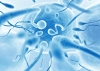 تصویر سه بعدی باکیفیت سلول اسپرم و تخمک