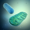 تصویر باکیفیت آزمایشگاه و باکتری ها 