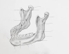 تصویر باکیفیت آناتومی نقاشی  دندان