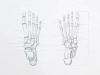 تصویر باکیفیت آناتومی نقاشی دست 