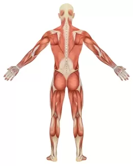 تصویر باکیفیت آناتومی بدن انسان از پشت 