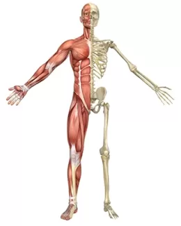 تصویر باکیفیت آناتومی اسکلت بدن انسان 