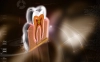 عکس باکیفیت آناتومی سه بعدی دندان