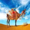 دانلود عکس شتر سوار در کویر