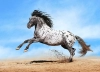 تصویر استوک باکیفیت اسب زیبا