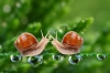 دانلود تصویر باکیفیت حلزون