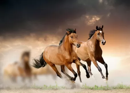 عکس با کیفیت اسب ها در حال دویدن عکس با کیفیت اسب ها در حال دویدن