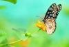 پس زمینه کیفیت بالای پروانه و گل