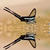 تصویر استوک پروانه با کیفیت بالا