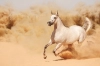 تصویر استوک با کیفیت اسب سفید در حال دویدن