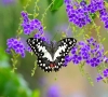 دانلود تصویر استوک با کیفیت پروانه و گل