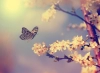 دانلود عکس استوک کیفیت بالای پروانه و گل