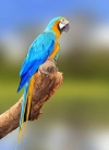 تصویر کیفیت بالای طوطی