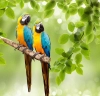 دانلود تصویر کیفیت بالای طوطی ها