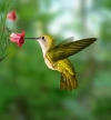تصویر باکیفیت مرغ مگس خوار و گل