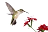 تصویر استوک باکیفیت مرغ مگس خوار و گل