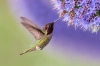عکس کیفیت بالای مرغ مگس خوار و گل