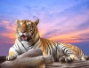 عکس باکیفیت ببر