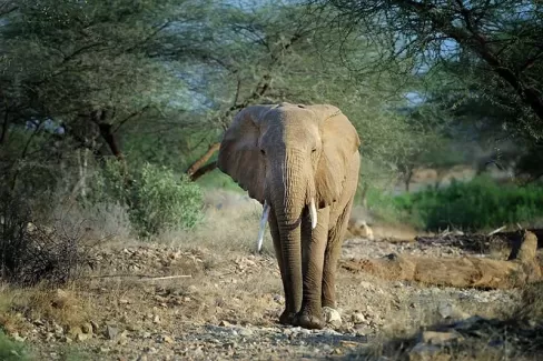 عکس باکیفیت فیل