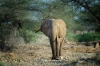 عکس باکیفیت فیل