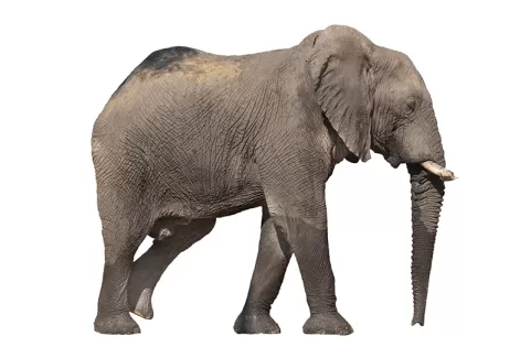 دانلود عکس باکیفیت فیل