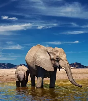 تصویر باکیفیت فیل و بچه فیل