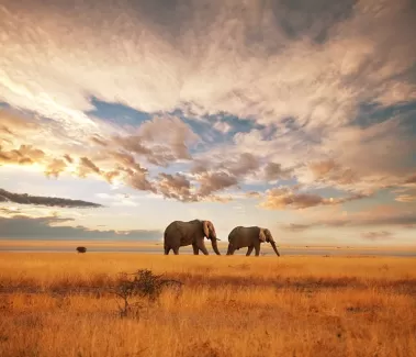 عکس استوک باکیفیت فیل ها