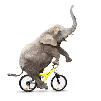 دانلود عکس استوک باکیفیت فیل و دوچرخه