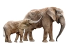 عکس باکیفیت فیل و بچه فیل