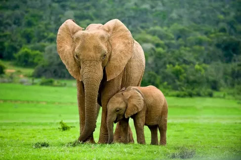 دانلود عکس باکیفیت فیل و بچه فیل