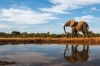عکس استوک باکیفیت فیل کنار برکه