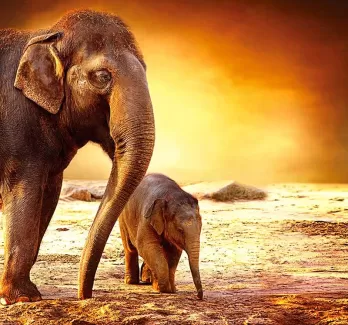دانلود تصویر باکیفیت فیل و بچه فیل
