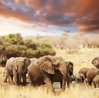 دانلود عکس استوک باکیفیت فیل ها