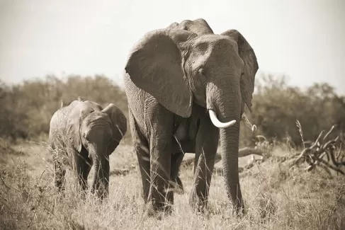 دانلود عکس استوک باکیفیت فیل و بچه فیل