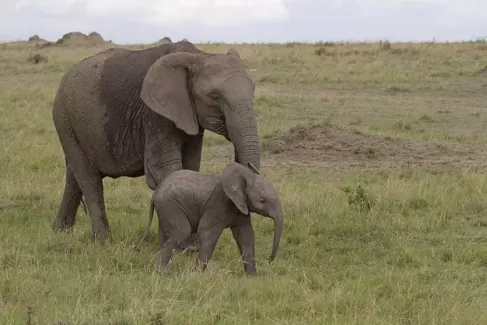 عکس استوک باکیفیت فیل و بچه فیل