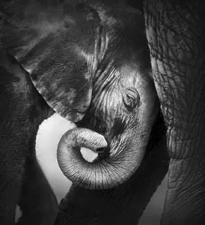 تصویر استوک باکیفیت فیل و بچه فیل