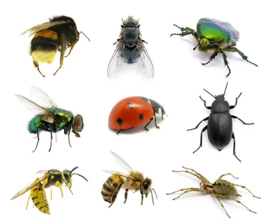 تصویر استوک باکیفیت انواع حشرات
