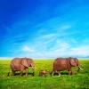 دانلود عکس باکیفیت فیل ها