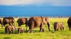 دانلود تصویر باکیفیت فیل ها